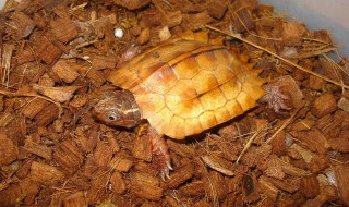 枫叶龟饲养方法 养龟其实也可以很简单