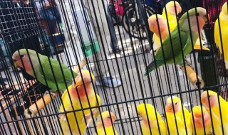 养鸟的好处 居然有这样的好处