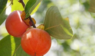 柿子皮晒干有什么作用 干柿子皮的功效