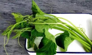 南瓜藤泡酒的功效 南瓜藤的作用