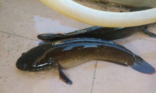 怀头鱼是什么鱼 哪个地方的?