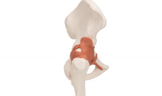 髋关节积液怎么锻炼 减少运动