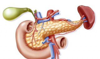 胰和脾的区别 胰和脾有什么区别