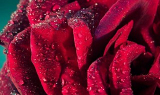 玫瑰茄泡水喝的禁忌 喜欢喝的人一定要注意这几点