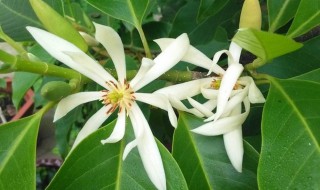 白兰花用什么肥料 怎么用