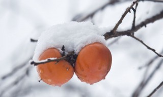 雪柿产地 雪柿子的原产地是哪里
