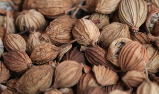 砂仁的功效与作用吃法 一起来学习一下