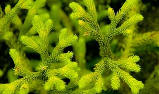 石松泡酒的功效与作用 石松泡酒的做法与功效