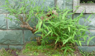 竹根盆景怎样制作 竹根盆景怎么制作