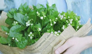 茉莉花秋天怎样剪枝 方法如下