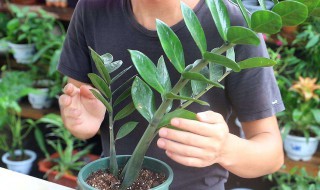 龙吐珠小苗怎么养 怎么养龙吐珠