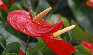 秋天红掌怎么养 多久浇水