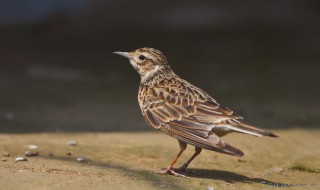 百灵鸟吃什么 会破坏农作物吗