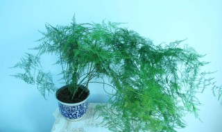 怎样养护文竹 家里应该怎样养护文竹