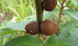 三指毛桃有毒吗 大家不妨看看