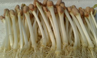 花生芽能晒干保存吗 你学会怎么保存了吗