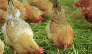 怎样鉴别土鸡 鉴别土鸡的方法