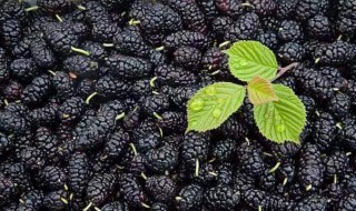 桑葚泡酒的功效与禁忌 试试看