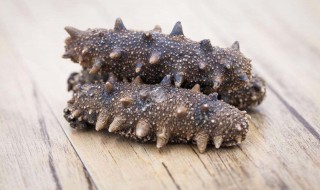 海参的泡法 教你如何泡好海参