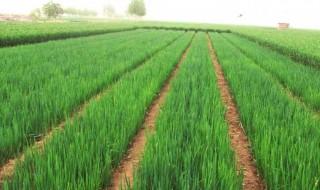 种小葱的方法 快来学习一下