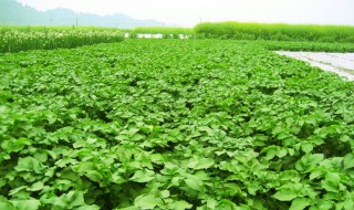 春土豆种植时间 不同地方不同时间