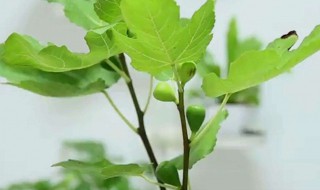 无花果冬季修剪 注意这两点内容