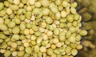 黄豆水适合浇什么花 花疯长的不停！