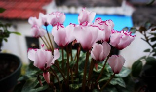 仙客来花期怎么施肥 详细为大家讲解