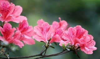 杜鹃花养护方法 希望能够帮助到您