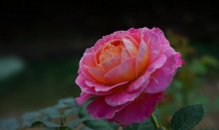 花店月季能扦插吗 你觉得呢?