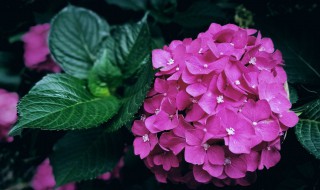 绣球花怎样扦插 需要注意这三点