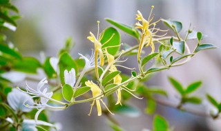 几月扦插金银花 下面为大家讲解