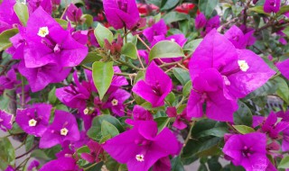 三角梅能扦插吗 三角梅扦插繁殖技术