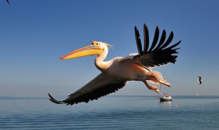 斑嘴鹈鹕介绍 斑嘴鹈鹕是什么鸟