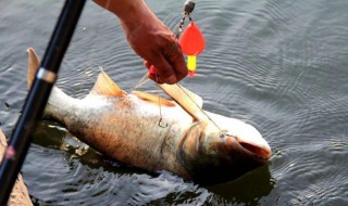 冬季钓鲢鳙多深的水 看看有经验的人都怎么说