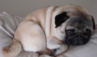 怕冷的狗排名 你家的狗在吗，赶紧加衣服