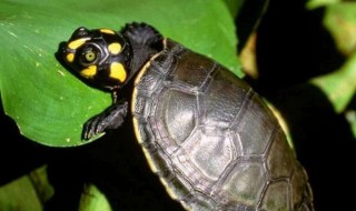 潘氏闭壳龟的寿命 听说还是一个快灭绝的动物