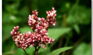 辣蓼泡酒的功效与作用 关于辣蓼的简介