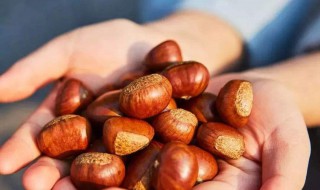 为什么板栗不能泡酒 关于板栗的简介