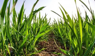 小麦什么时间浇冬水 关键是抓适时