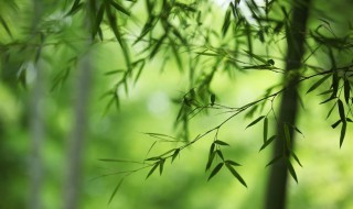 竹子扦插繁殖方法图解 竹子繁殖方法有多少种