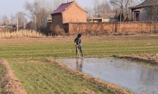 白菜怎么浇水施肥 正确方法