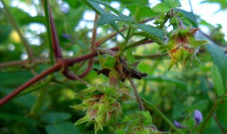 葎草根泡酒的功效 葎草有什么作用