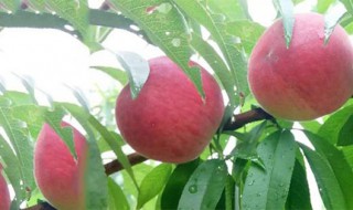 桃寄生的功效 桃寄生的作用