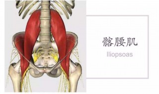 髂腰肌训练方法 髂腰肌的锻炼方法