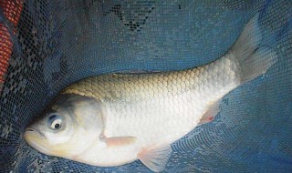 冬季钓鲫鱼调漂技巧 冬天的鱼异常肥美