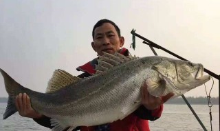 冬天钓鲈鱼深度 想钓大鱼的人来看看
