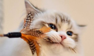 好养的猫咪有哪些 什么猫最好养又可爱