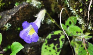 两广唇柱苣苔介绍 基本情况分享给大家