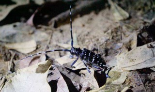 薄翅萤叶甲介绍 薄翅萤叶甲简介